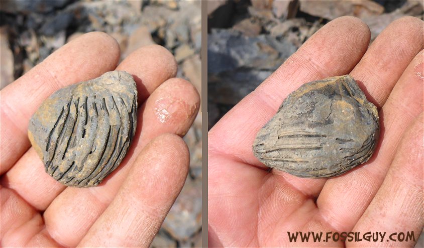 Small Enrolled Dipleura Trilobite from the Mahantango