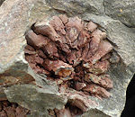 Coral Fossils