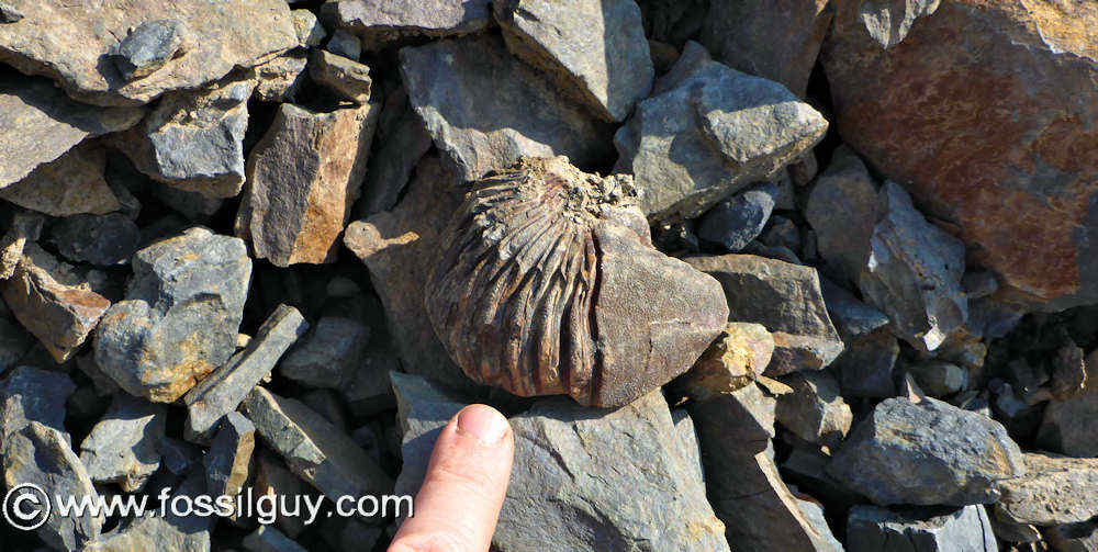 Enrolled Dipleura Trilobite as found
