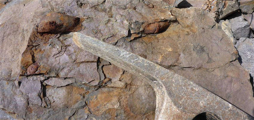 Devonian Fossils from the Mahantango siltstones
