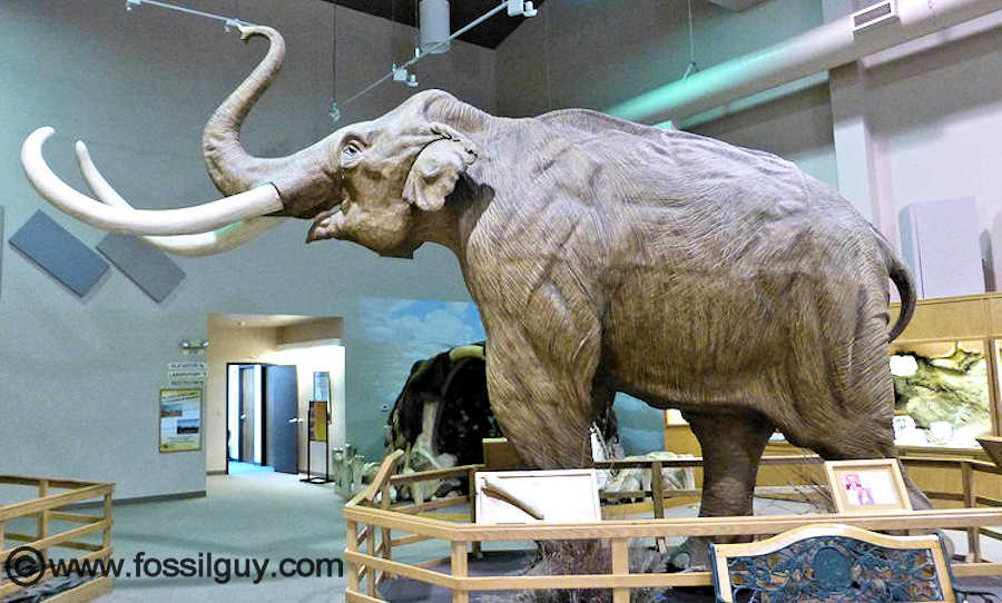 A full size Mammoth model near the entrance of the Museum