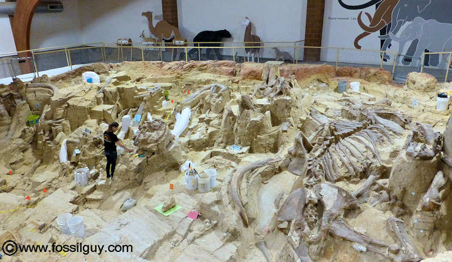 Another view of the active excavation at the Mammoth Site