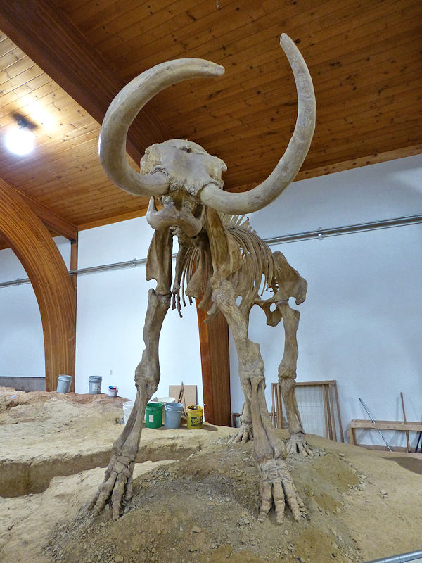 Reconstruction of a mammoth from bones found at the Mammoth Site