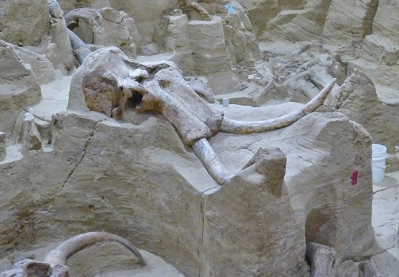 The skull of a large Mammoth at the Mammoth Site