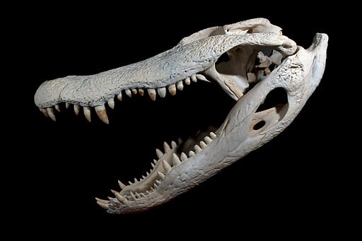 American Alligator skull.
