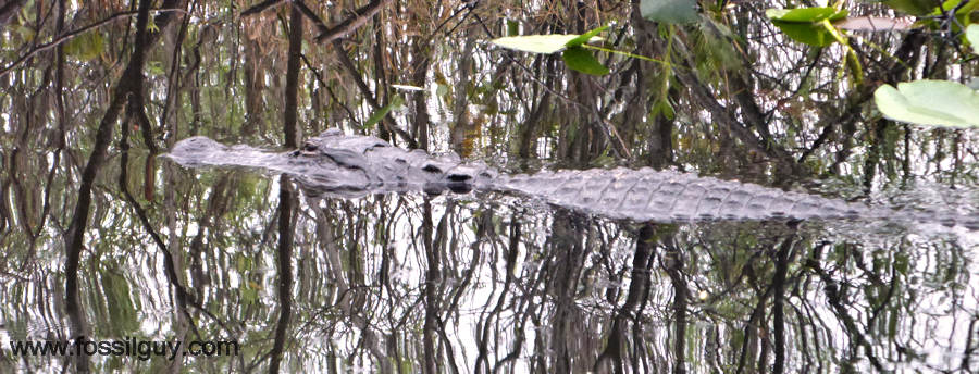 Alligator in Florida