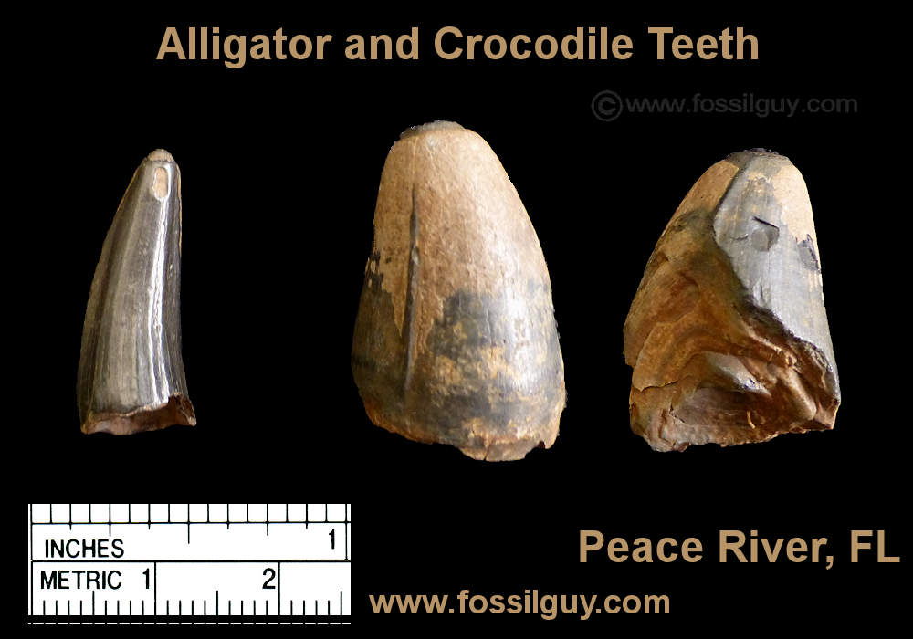 Alligator and/or Crocodile teeth from the Peace River of Florida.
