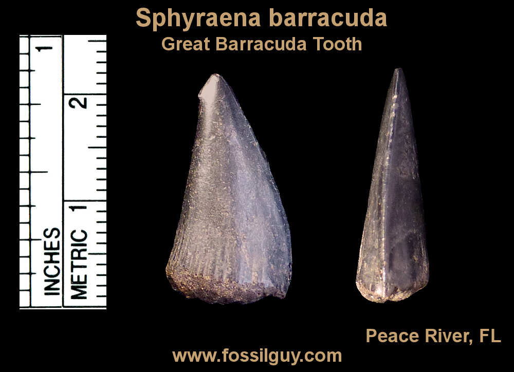 Florida Fossil Identification Chart