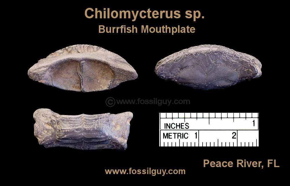 Burrfish mouthplate from the Peace River of Florida.