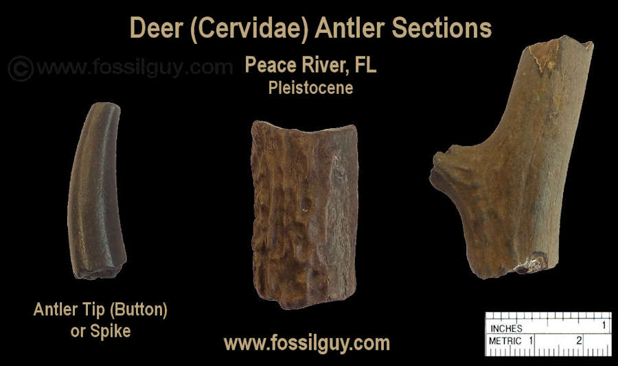 Fragments of Pleistocene deer antler fossils.