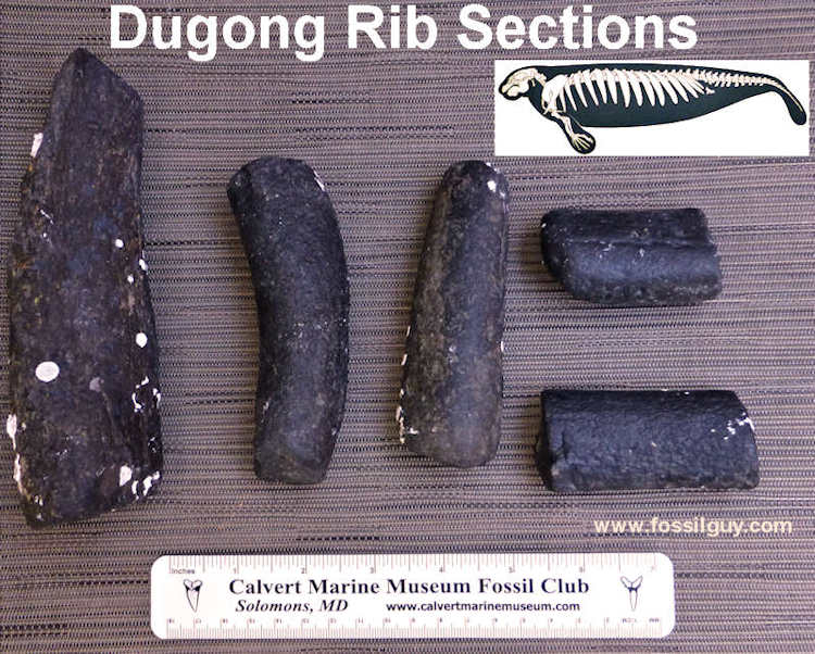 Dugong fossil rib sections from Florida.