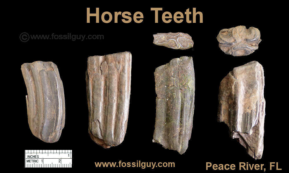 Animal Teeth Identification Chart