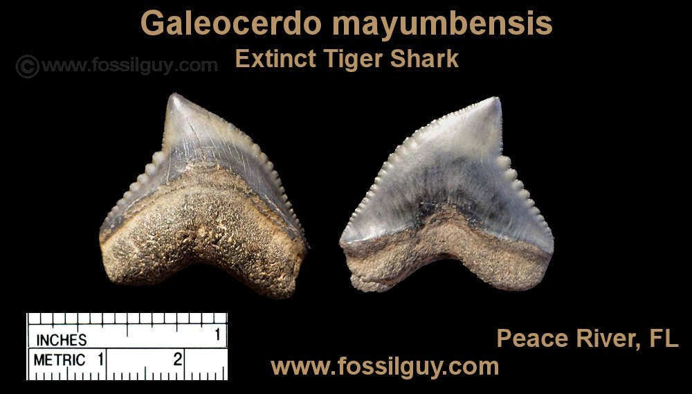 Fossil Tiger Shark Shark tooth - Galeocerdo mayumbensis.
