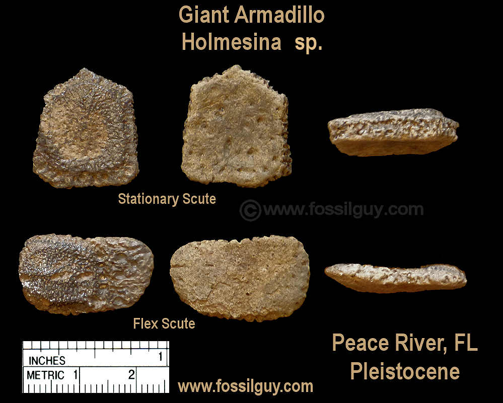 Giant Armadillo Scutes from the Peace River of Florida.