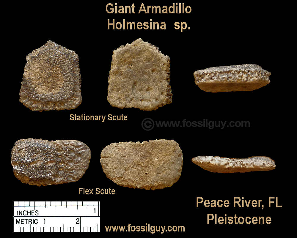 Florida Fossil Identification Chart