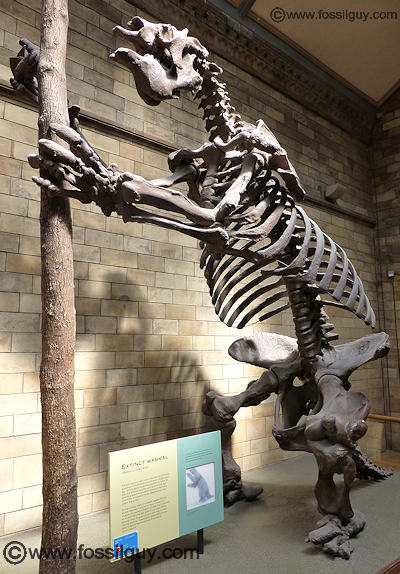 Giant Ground Sloth on display at the British Museum of Natural History - Megalonyx jeffersonii.