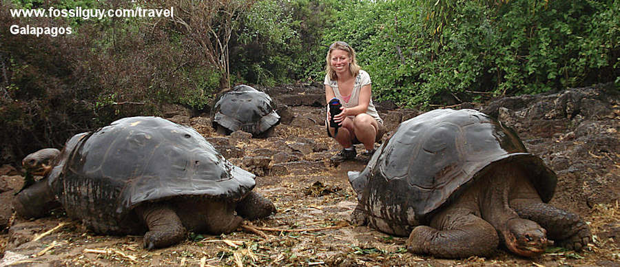 Giant land tortoises from the Galapagos Islands.
