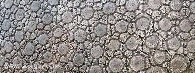 Closeup of Glyptodont scutes showing the rosette pattern.