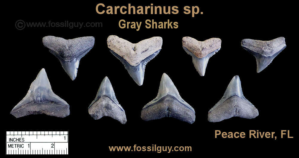 Fossil Whaler Shark teeth.