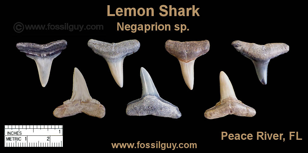Fossil Lemon Shark teeth.