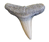 Lemon Shark Fossils
