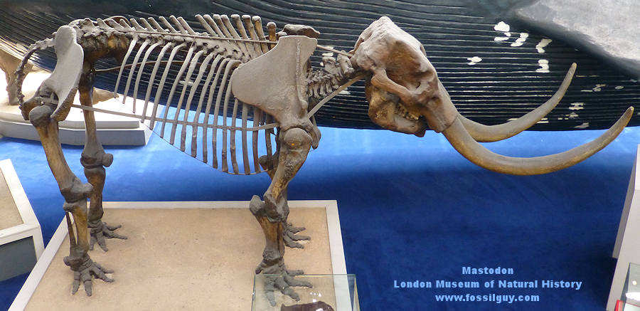 Mastodon specimen from the London Museum of Natural History.