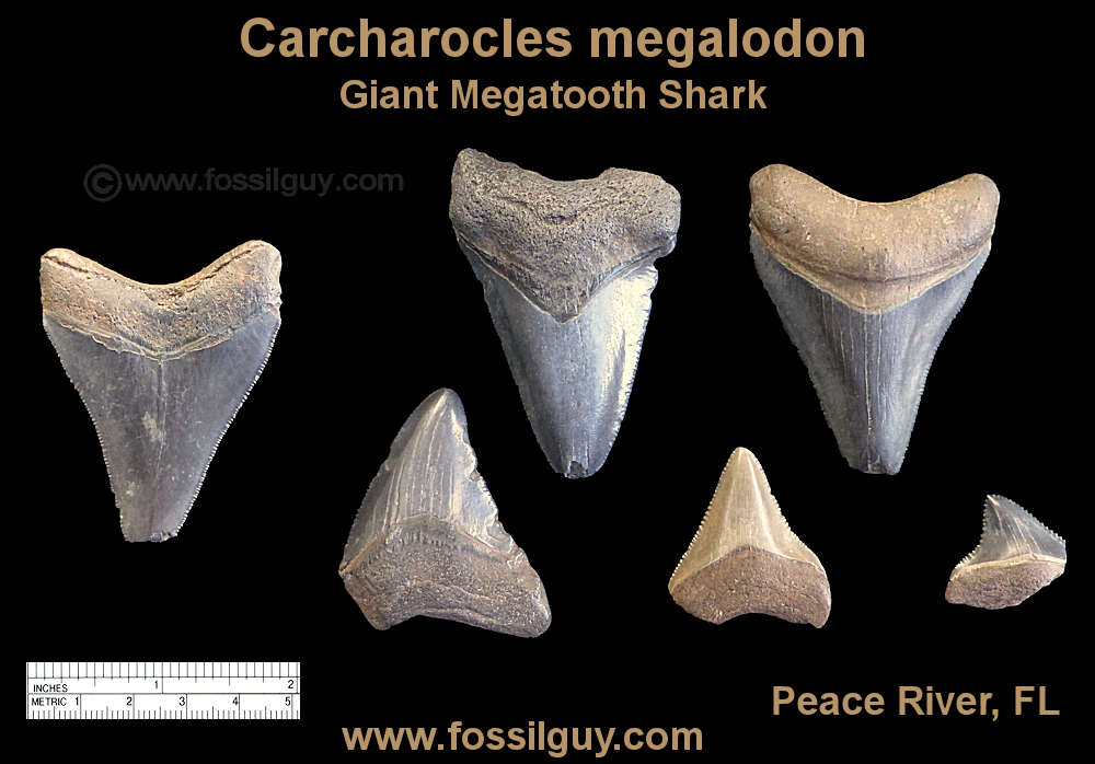 Megalodon Shark teeth.