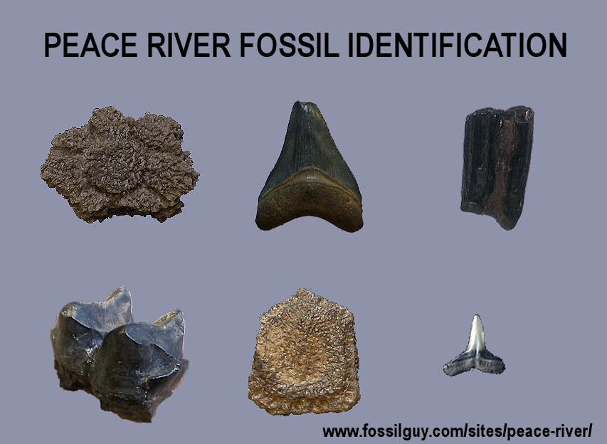 Florida Fossil Identification Chart