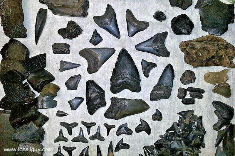 A sampling of fossils found in the Peace River of Florda.  Notice the Megalodon teeth!