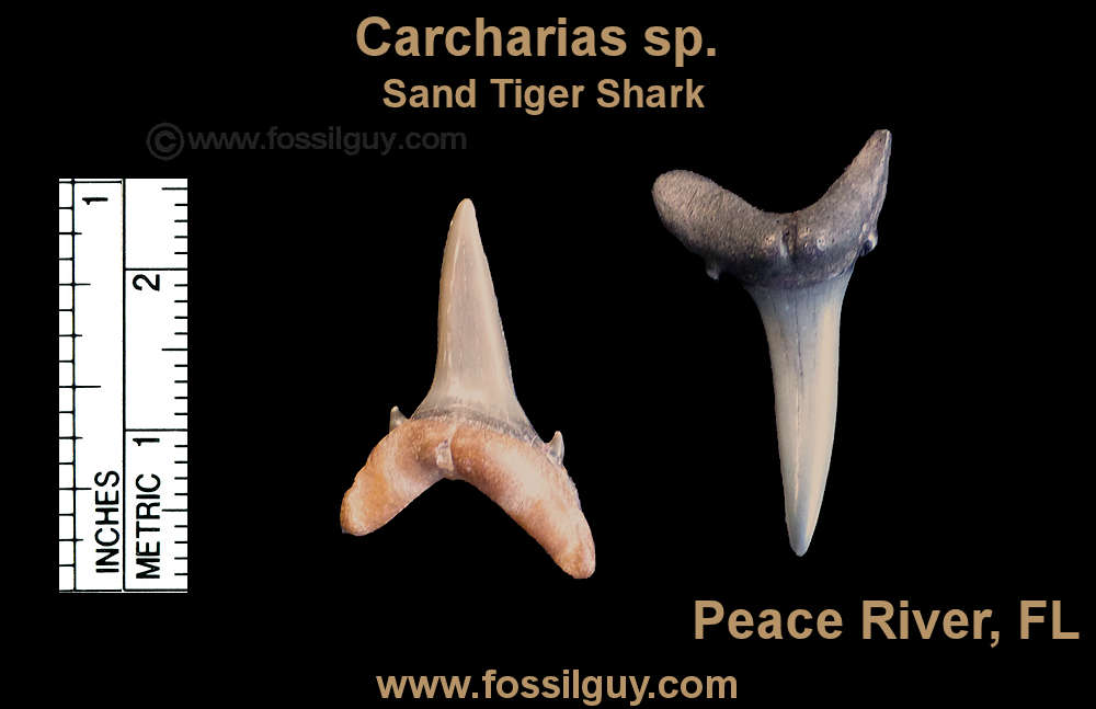 Fossil Sand Tiger Shark Shark teeth.