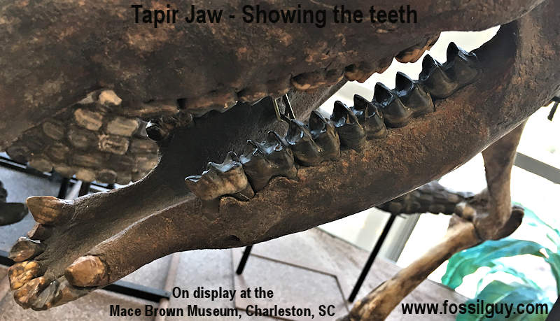Fossil Tapir jaw showing what the teeth look like.