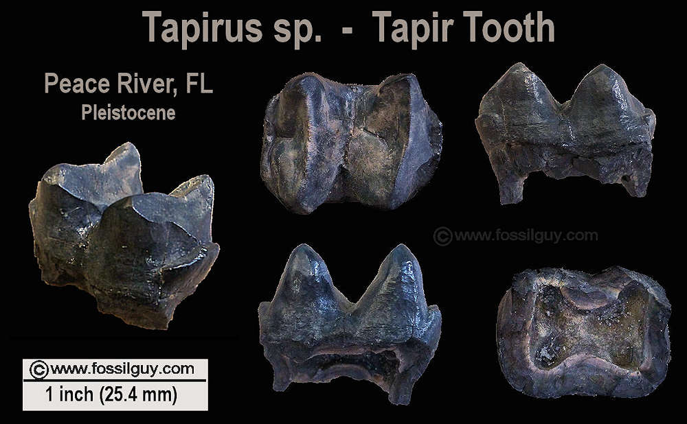Tapir Tooth Fossil from the Peace River of Florida.