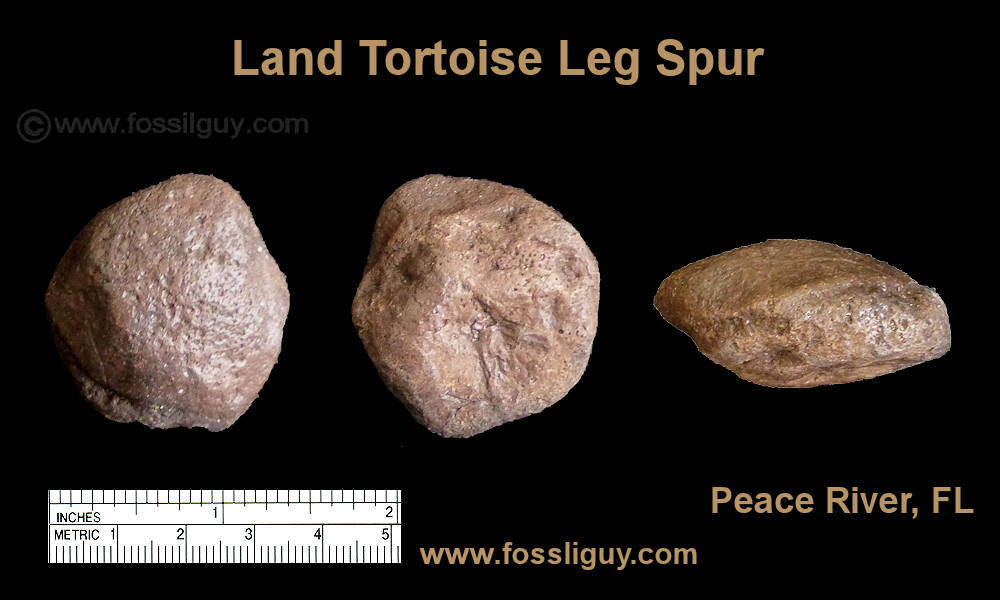 Giant land tortoise leg spur from the Peace River of Florid.