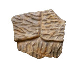 Turtle fossils