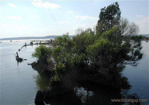 Mallows bay ghost ship - wooden island of vegetation