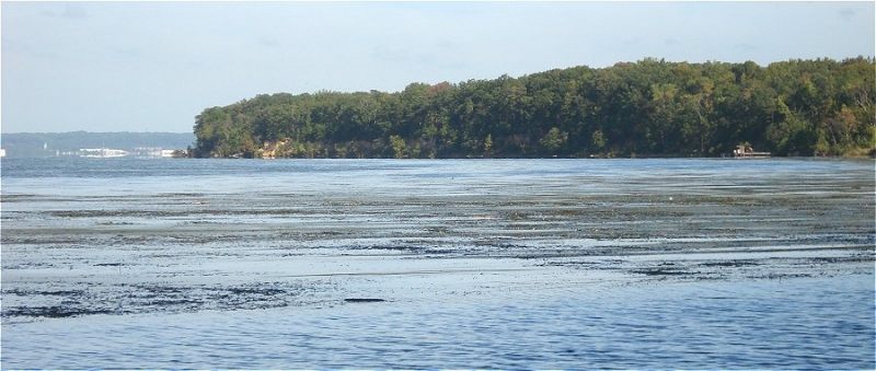 Toward the end of summer, seaweed and mats of algae bloom in bays along the potomac. These aquatic plants often wash ashore and cover the beach in a stinky muck. It makes it difficult for fossil shark tooth hunting.