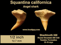 Angel Shark tooth (Squantina californica) fossil found at Sharktooth Hill