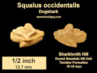 Dogshark Shark Tooth Fossil (Squalus occidentalis) found at Sharktooth Hill