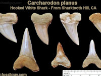Carcharodon planus shark fossils found at sharktooth hill