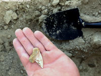 A Hooked White shark tooth found at Sharktooth Hill