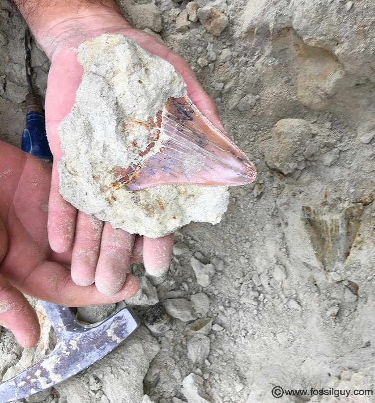 A Megalodon shark tooth right after it was found in the ground at Shark Tooth Hill.  Notice the impression left in the sediment. 
Image by Lee Cone.