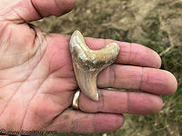 Paratodus benedeni shark tooth fossil found at Sharktooth Hill (Not mine, someone else found it!