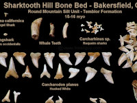 Shark Fossils found at Sharktooth Hill