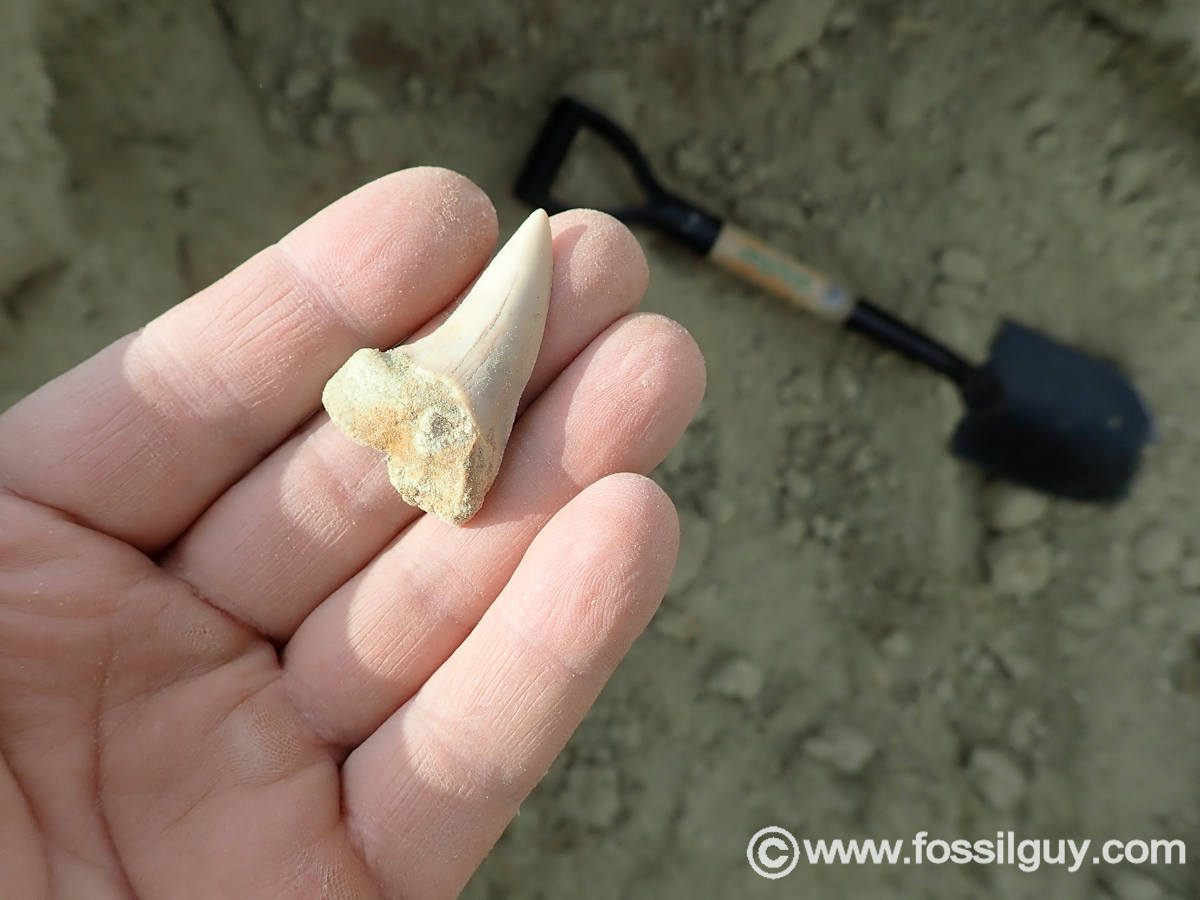 A Hooked White shark tooth (Carcharodon planus) found at Sharktooth Hill