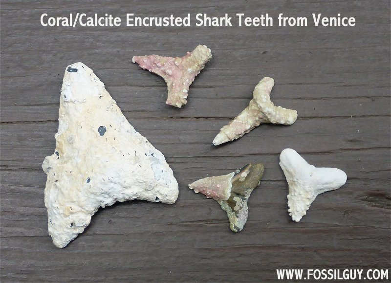 Coral Encrusted Shark Teeth from Venice