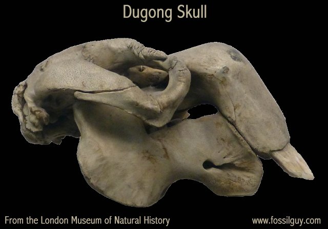 Closeup of a skull of a Dugong.  This one is at the London Museum of Natural History.