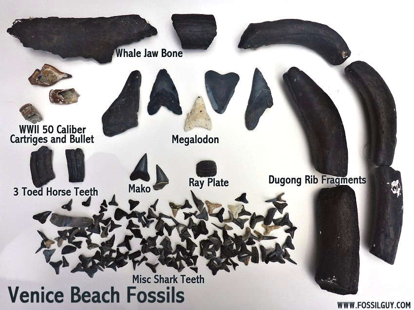 Sample of some fossils one can find at Venice Beach