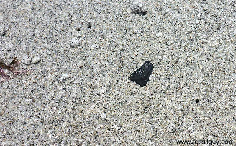 A fossil shark tooth partly in the sand at Venice Beach