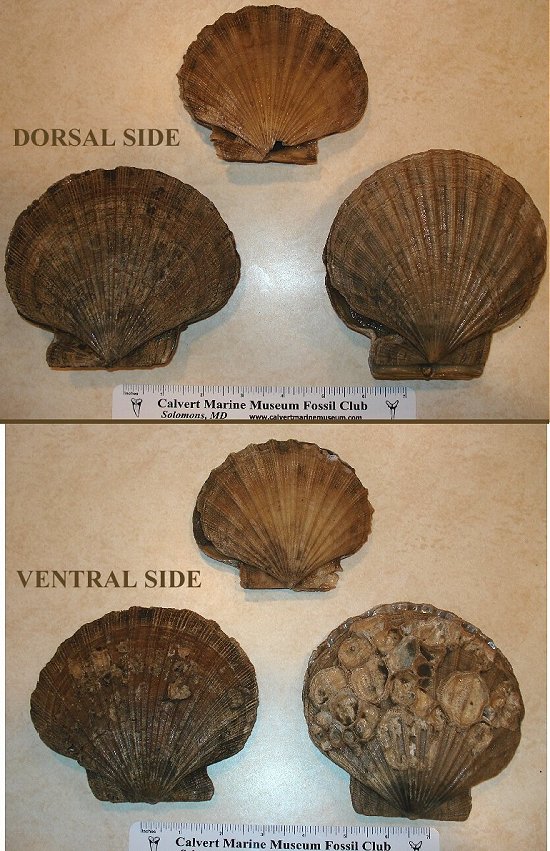 fossil scallop chesepecten neferens shell.