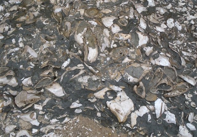 Layer of isognomon fossils, tree oysters. This layer is chalk full of them. Calvert cliffs